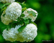 1_A7302182-topaz-denoise-sharpen