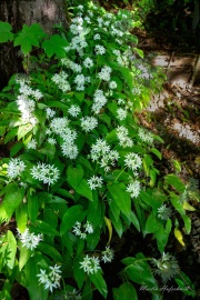 A7300697-topaz-denoise-sharpen