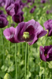 A7300745-topaz-denoise-sharpen