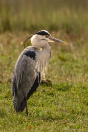 A7301724-topaz-denoise-sharpen