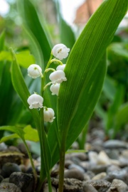 A7400225-topaz-denoise-sharpen